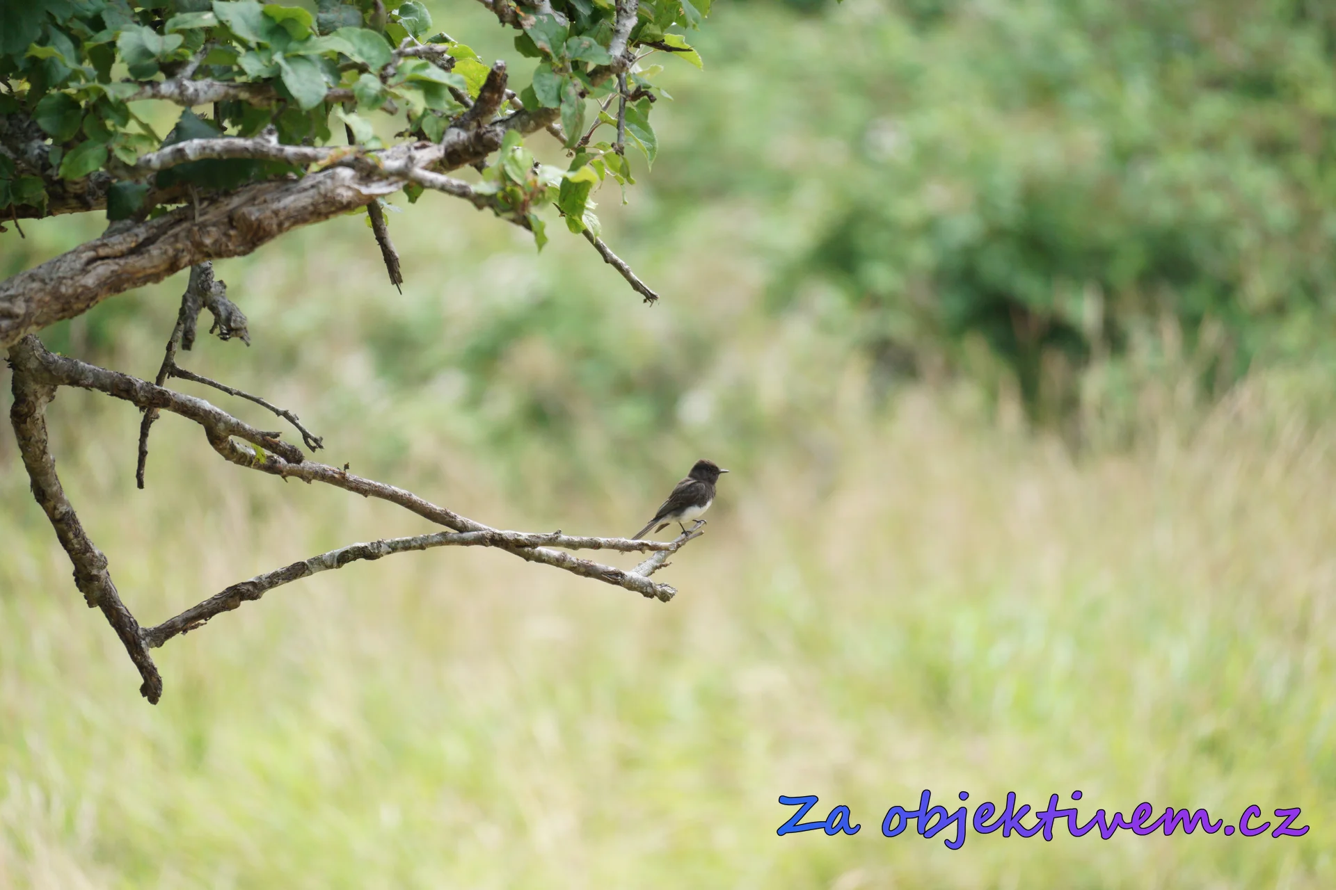 Black phoebe